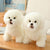 Wholesale White Dog Plush Toy For Kids White Stuffed Dog Manufacturer